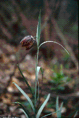 Fritillaria tenella
