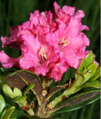 Ronzo Chienis | 4. Rhododendron ferrugineum: la sua presenza qui è legata alla presenza di aria fredda