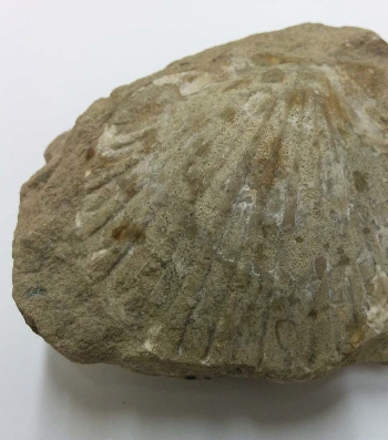 Ronzo Chienis | 4. Fossile Pecten della collezione paleontologica MCR della Val di Gresta