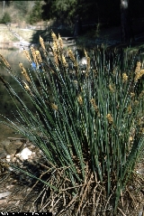 BAM0427_06.jpg - Carex elata