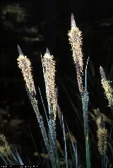 BAM0427_09.jpg - Carex elata