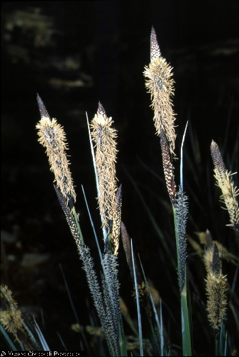 BAM0427_09.jpg - Carex elata