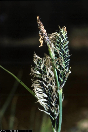 BAM0427_11.jpg - Carex elata