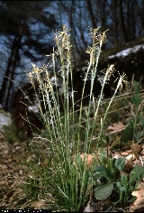BAM0614_19.jpg - Carex alba