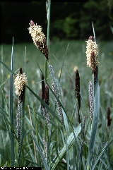BAM0652_03.jpg - Carex flacca