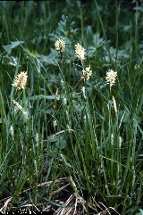 BAM0652_06.jpg - Carex distans