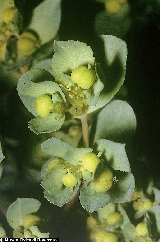 2081_Euphorbia_helioscopia.jpg