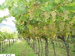 SAV Vigneto 1 - Chardonnay