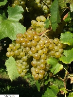 SAV Vigneto 2 - Chardonnay