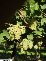 SAV Vigneto 7 - Chardonnay